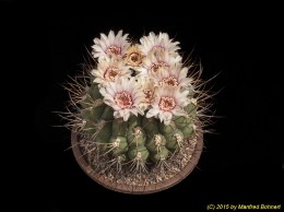 Gymnocalycium pampagrandiense 446